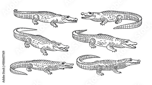 Crocodiles Collection: A captivating collection of intricately illustrated crocodiles in diverse poses, their textured scales and powerful forms rendered in exquisite detail.