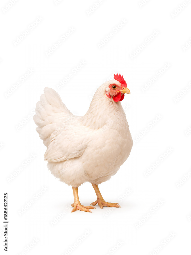 Fototapeta premium White hen standing isolated on white background. Domestic poultry bird with clean feathers. Farming, agriculture, organic food, rural life and livestock concept with copy space.