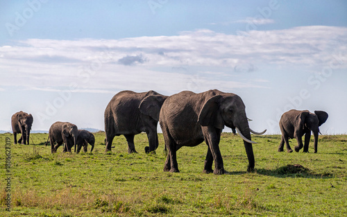 Canvas Print elephants in the wild, Kenya
