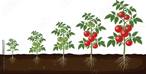 Tomato plant growth stages illustration, seedling to ripe fruit harvest, roots underground, agriculture gardening process, botanical vector diagram
