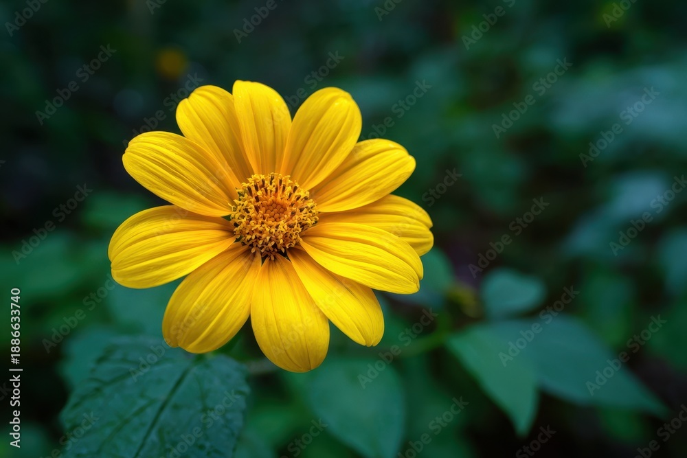 Fototapeta premium Mexican flower focus on yellow sunflower
