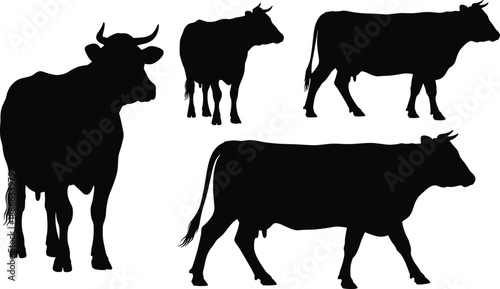 Black silhouettes of cows and bulls set in various poses including walking and standing isolated on white background, cattle collection