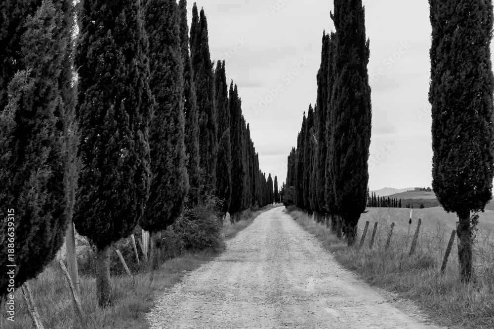Obraz premium Italia panorami della Toscana in bianco e nero. Provincia di Siena,Val D'Orcia e Chianti Senese. Toscana, Italia 