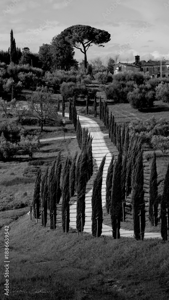 Fototapeta premium Italia panorami della Toscana in bianco e nero. Provincia di Siena,Val D'Orcia e Chianti Senese. Toscana, Italia 