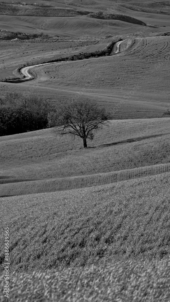 Obraz premium Italia panorami della Toscana in bianco e nero. Provincia di Siena,Val D'Orcia e Chianti Senese. Toscana, Italia 