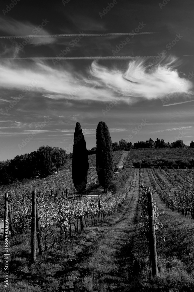 Obraz premium Italia panorami della Toscana in bianco e nero. Provincia di Siena,Val D'Orcia e Chianti Senese. Toscana, Italia 