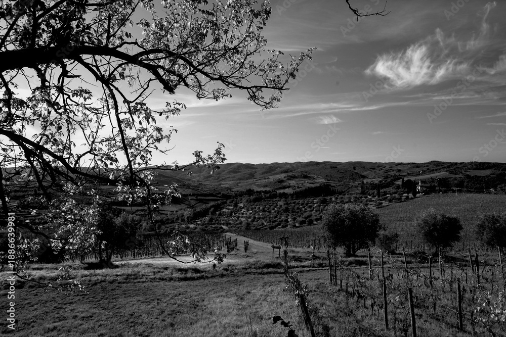 Fototapeta premium Italia panorami della Toscana in bianco e nero. Provincia di Siena,Val D'Orcia e Chianti Senese. Toscana, Italia 
