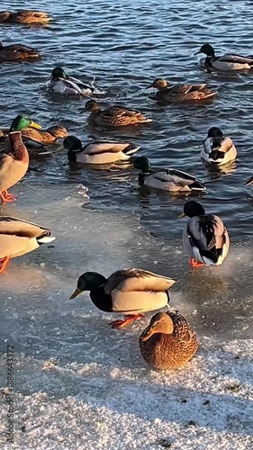 Group of ducks relaxing on a snowy surface, basking in the winter sun. Their colorful plumage contrasts with the white snow, creating a peaceful and vibrant winter scene