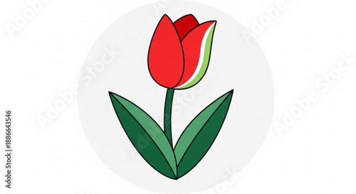 Vibrant red tulip with green leaves on white background symbolizing love and springtime freshness