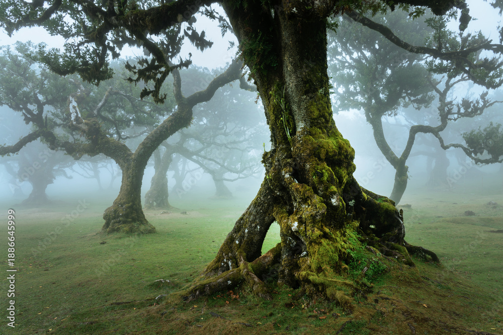 Fototapeta premium Old laurel trees in the fog in the forest of Fanal Madeira island, Portugal