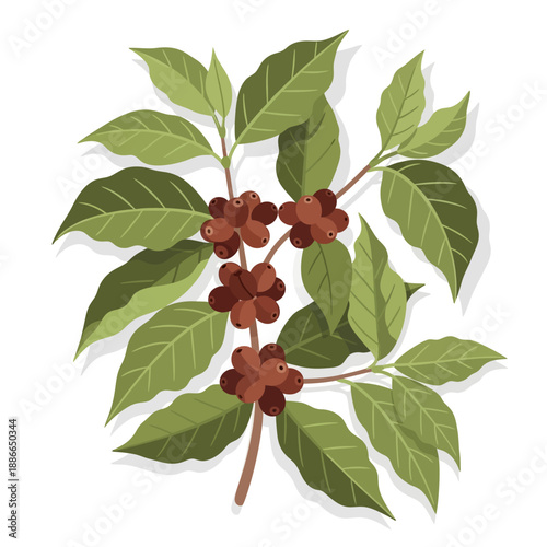 Coffee Branch with Ripe Beans and Green Leaves Illustration