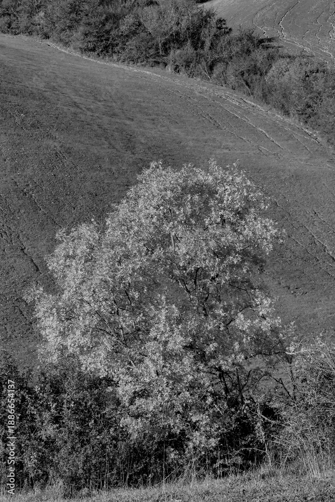 Fototapeta premium Italia panorami della Toscana in bianco e nero. Provincia di Siena,Val D'Orcia e Chianti Senese. Toscana, Italia 