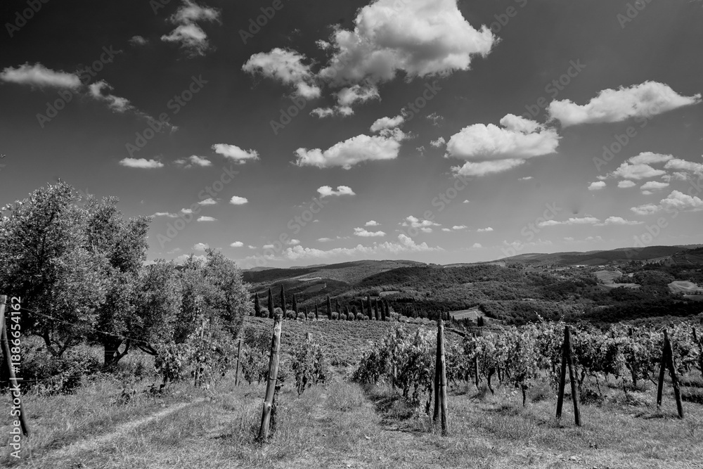 Fototapeta premium Italia panorami della Toscana in bianco e nero. Provincia di Siena,Val D'Orcia e Chianti Senese. Toscana, Italia 
