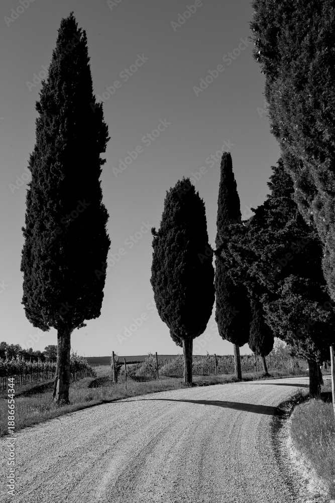 Obraz premium Italia panorami della Toscana in bianco e nero. Provincia di Siena,Val D'Orcia e Chianti Senese. Toscana, Italia 