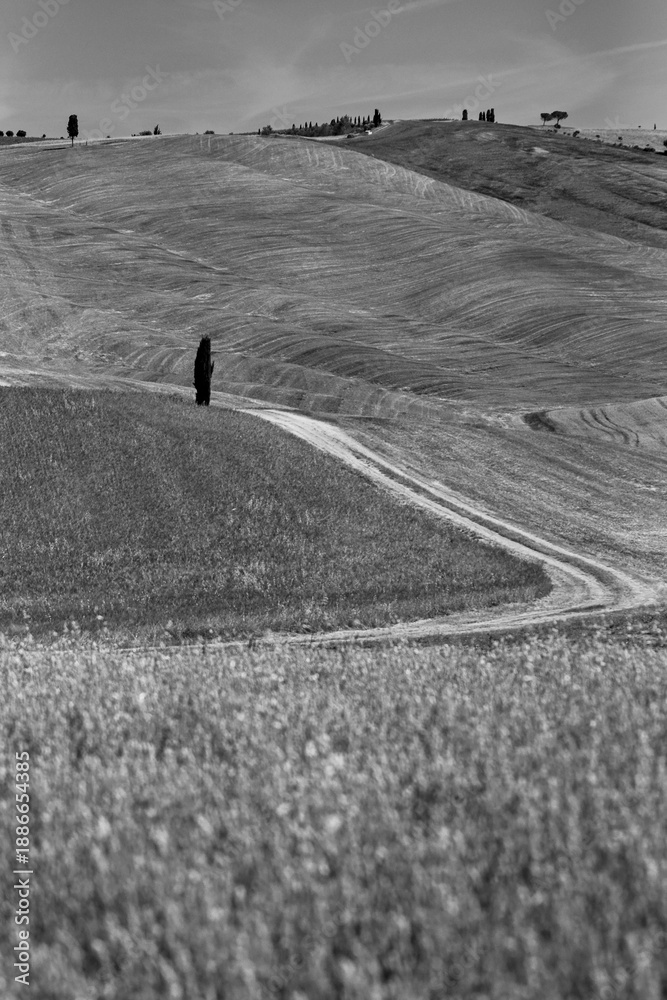 Fototapeta premium Italia panorami della Toscana in bianco e nero. Provincia di Siena,Val D'Orcia e Chianti Senese. Toscana, Italia 