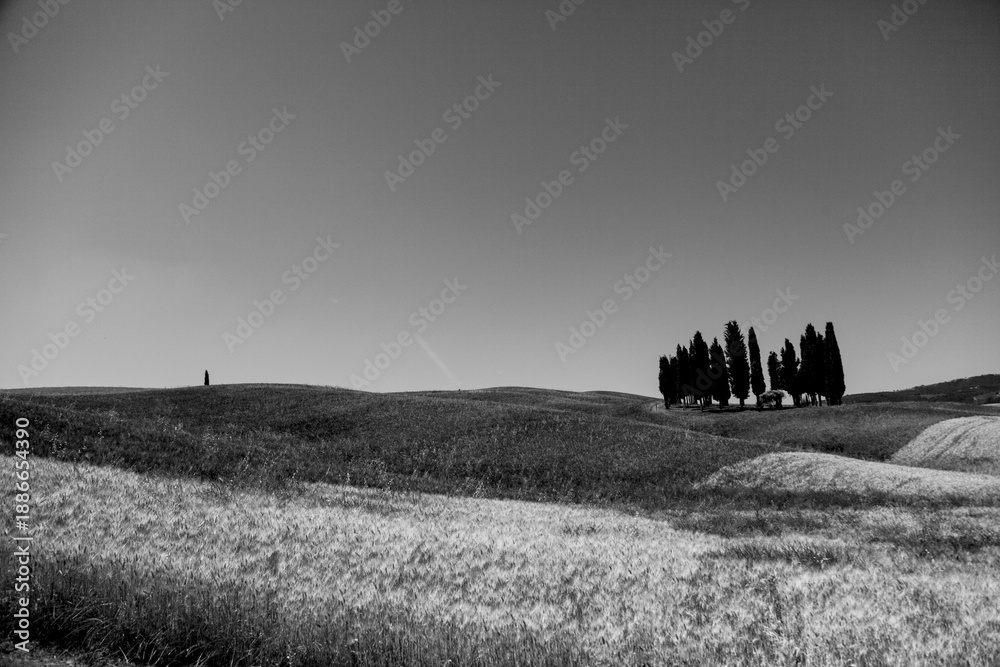 Fototapeta premium Italia panorami della Toscana in bianco e nero. Provincia di Siena,Val D'Orcia e Chianti Senese. Toscana, Italia 