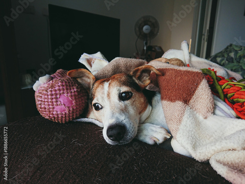 Wallpaper Mural Dog rests beneath patterned throws beside plush companions, snug posture signaling deep calm, cozy moments ideal for mental health content. Snug vibe selling home comfort, weekend downtime Torontodigital.ca