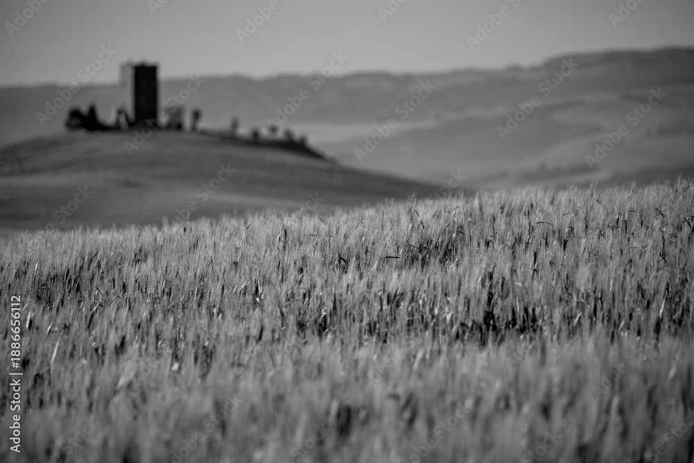 Obraz premium Italia panorami della Toscana in bianco e nero. Provincia di Siena,Val D'Orcia e Chianti Senese. Toscana, Italia 