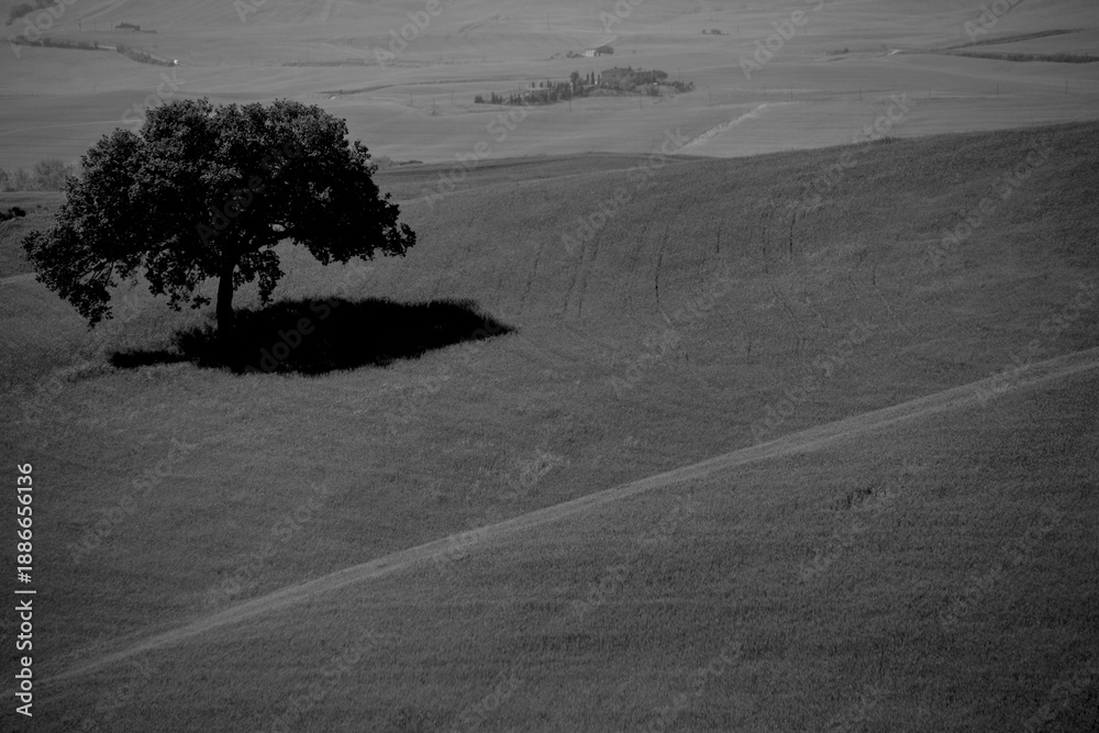 Naklejka premium Italia panorami della Toscana in bianco e nero. Provincia di Siena,Val D'Orcia e Chianti Senese. Toscana, Italia 