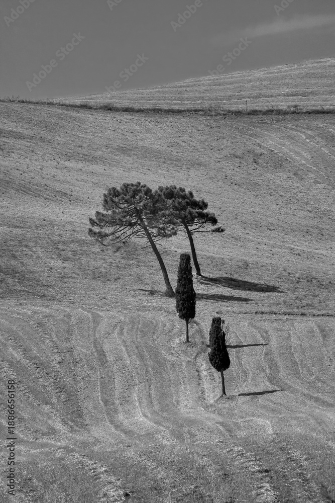 Fototapeta premium Italia panorami della Toscana in bianco e nero. Provincia di Siena,Val D'Orcia e Chianti Senese. Toscana, Italia