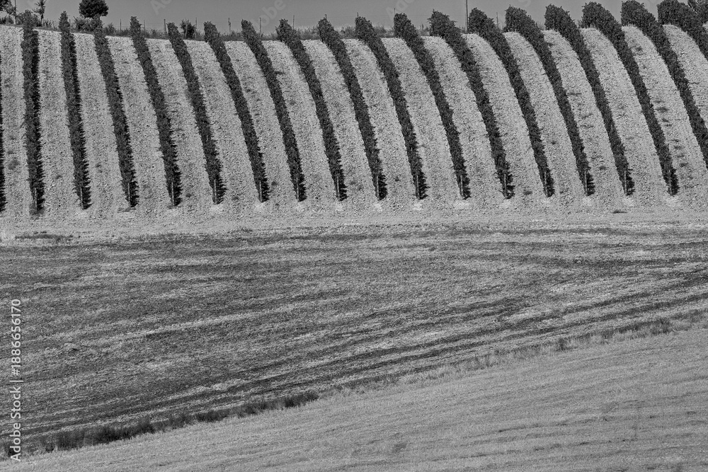 Fototapeta premium Italia panorami della Toscana in bianco e nero. Provincia di Siena,Val D'Orcia e Chianti Senese. Toscana, Italia 