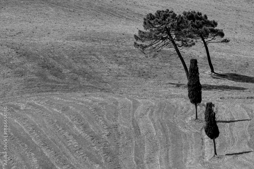 Obraz premium Italia panorami della Toscana in bianco e nero. Provincia di Siena,Val D'Orcia e Chianti Senese. Toscana, Italia 