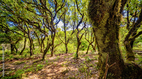 Mystical Fanal Forest, Vereda do Fanal, Laurissilva Forest Paul da Serra, Ancient Laurel Forest, UNESCO World Heritage Site, Madeira, Portugal, Europe