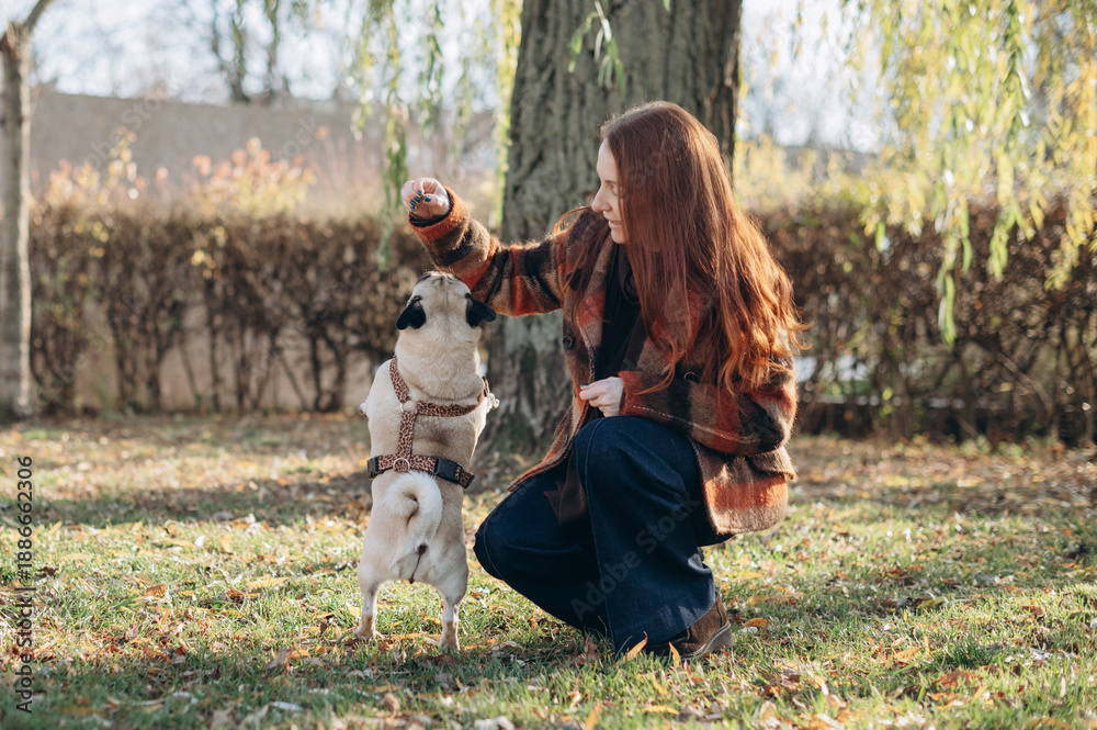 Fototapeta premium A young woman plays with her pug dog in an autumn park, training and bonding during an active outdoor walk surrounded by fallen leaves.