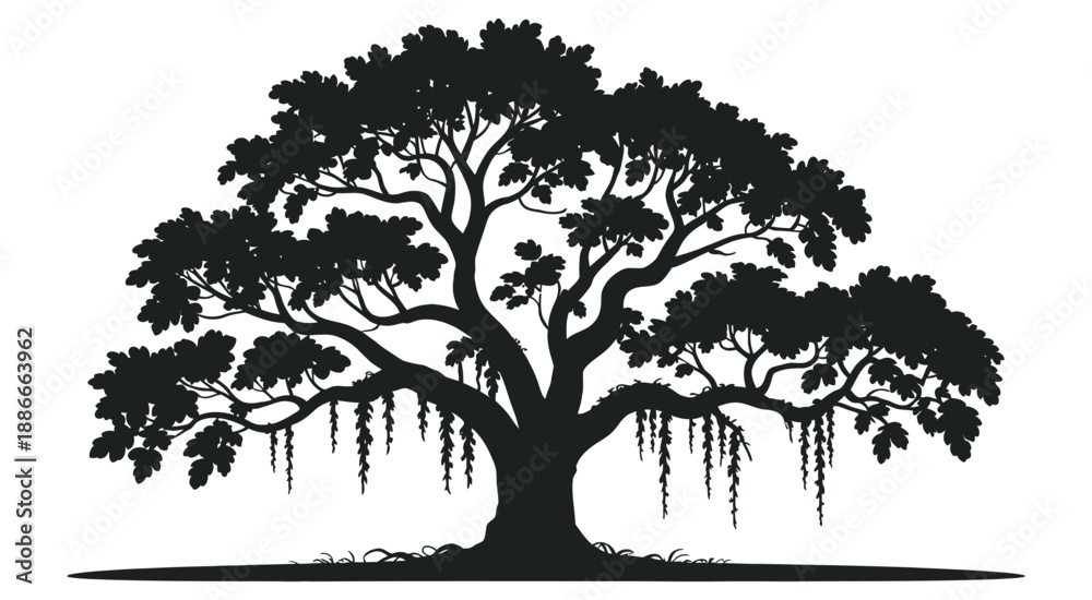Fototapeta premium Majestic Live Oak Tree Silhouette, Spanish Moss Hanging Branches, Southern Oak Vector Design, Isolated White Background, Landscape Nature Illustration, Botanical Artwork Graphic