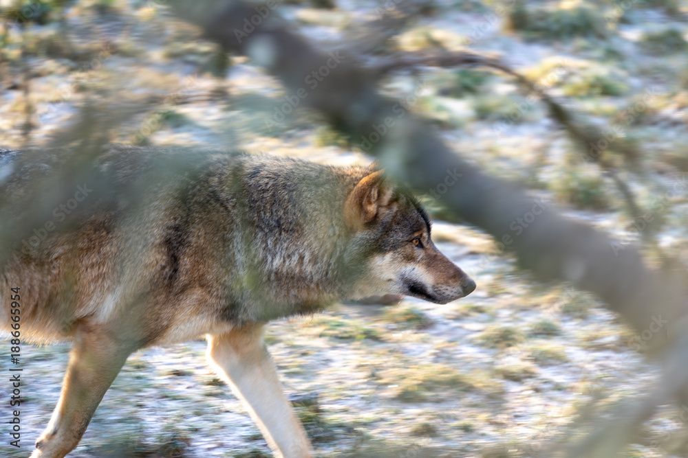 Obraz premium Wandering Wolf Through Forest Under Branches in Soft Light - Wildlife Nature Photograph