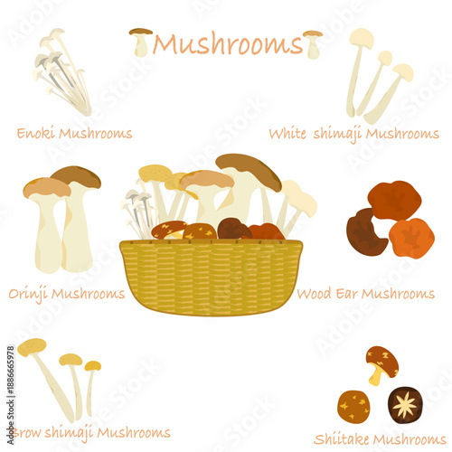 Vector illustration of various types of mushrooms in a colorful basket.