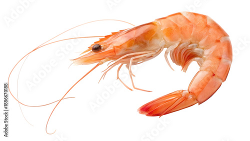 Cooked pink shrimp curved body isolated ingredient ready for gourmet seafood culinary preparation on transparent background