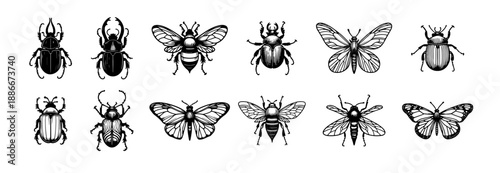 Vintage Insect Illustration Set Isolated on White, Beetle Bee Butterfly Moth Cicada Dragonfly Engraving Vector Collection
