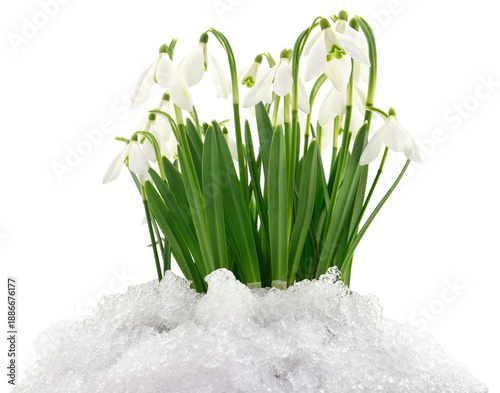 Wallpaper Mural Spring snowdrops blooming in snow isolated on white background Torontodigital.ca