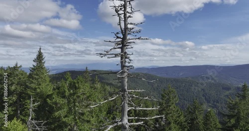 Climbing around a dead tree in a picturesque landscape.