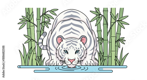 Elegant white tiger crouching down to drink water from a pool.