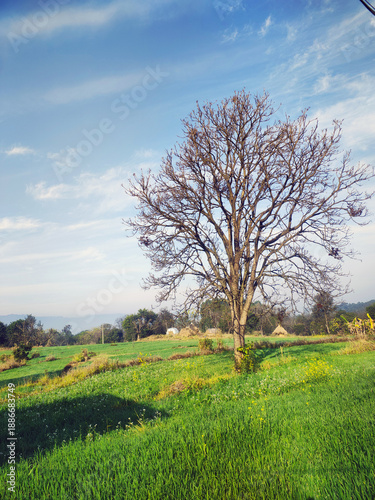 Lone Tree in Green Field Under Clear Blue Sky – Peaceful Rural Landscape