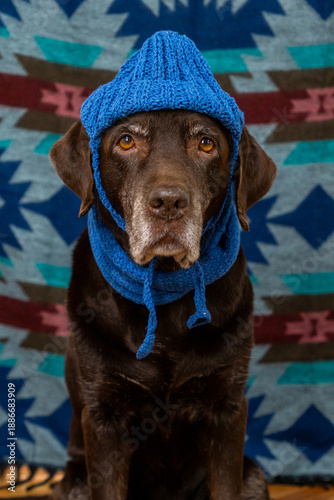 Wallpaper Mural Labrador Retriever Dog in blue hat and scarf sits on floor with a sad face against colored background. animals are like people, taking care pet. purebred domestic animal clothing. High quality photo Torontodigital.ca