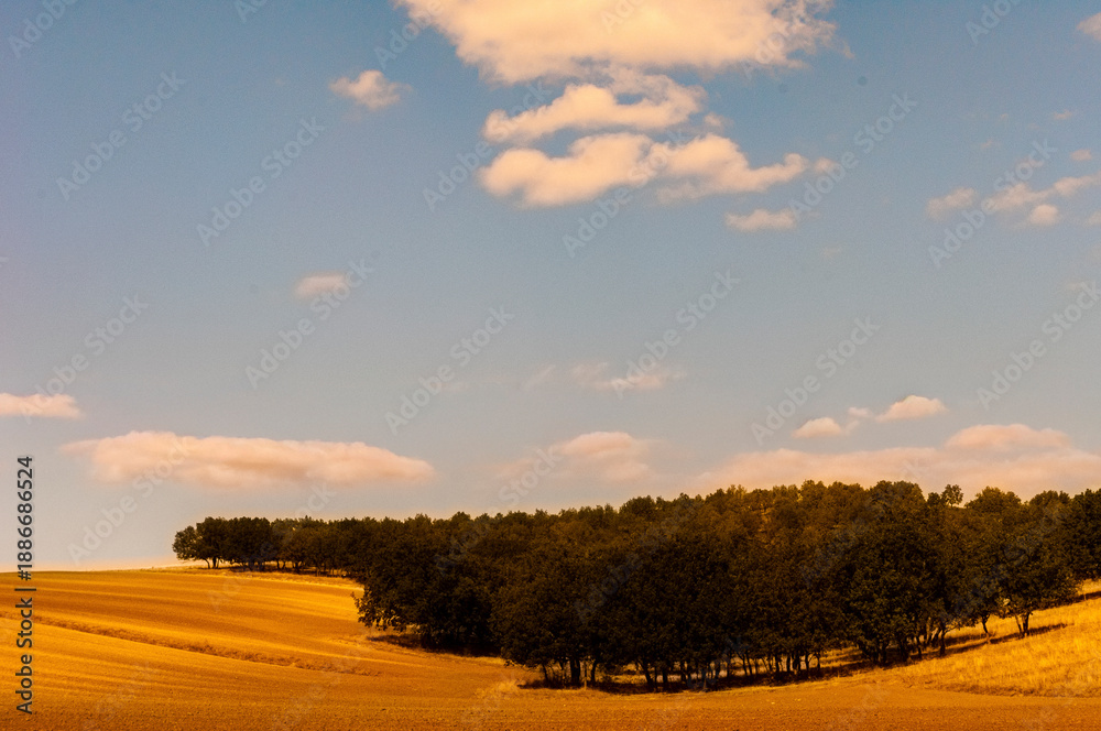 Fototapeta premium Golden farmland with trees under blue sky and soft clouds