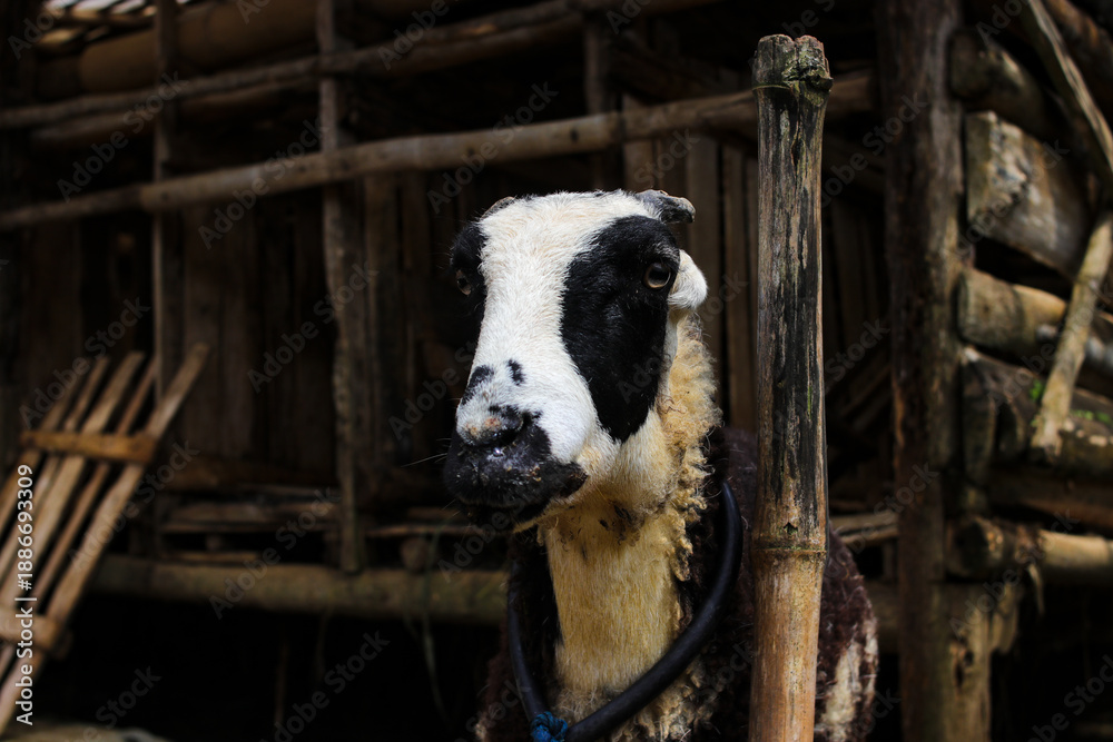 Obraz premium White sheep with thick wool stands tethered to a bamboo pole. Traditional livestock preparation for Qurban during Eid al-Adha, highlighting rural life, animal husbandry, and Islamic cultural practices