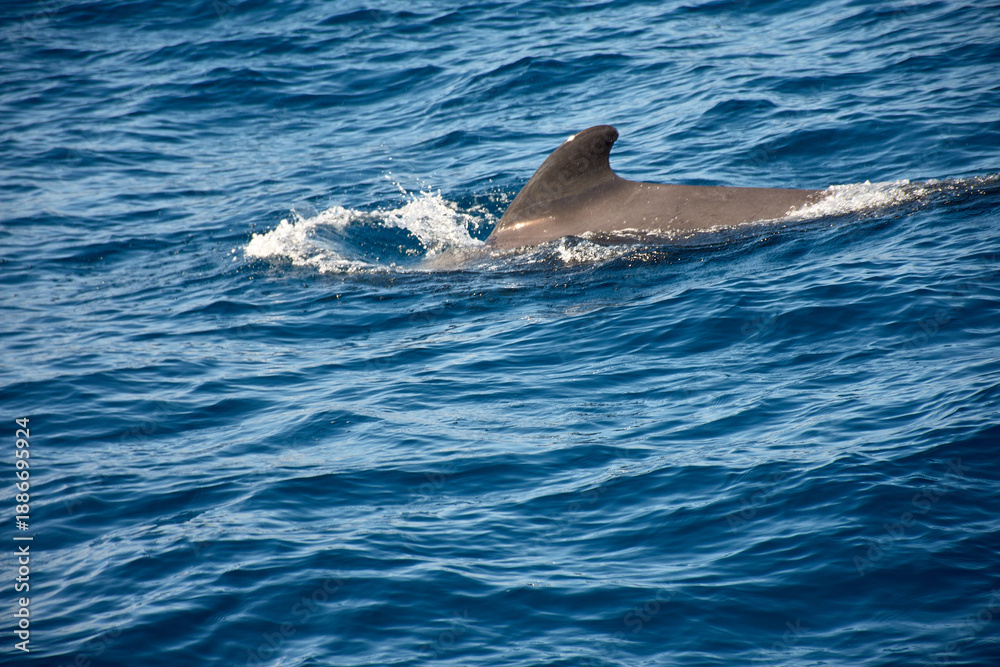 Fototapeta premium Pilot whales sighting in the wild in the channel between Tenerife and La Gomera during a tourist excursion.