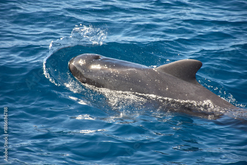 Pilot whales sighting in the wild in the channel between Tenerife and La Gomera during a tourist excursion.