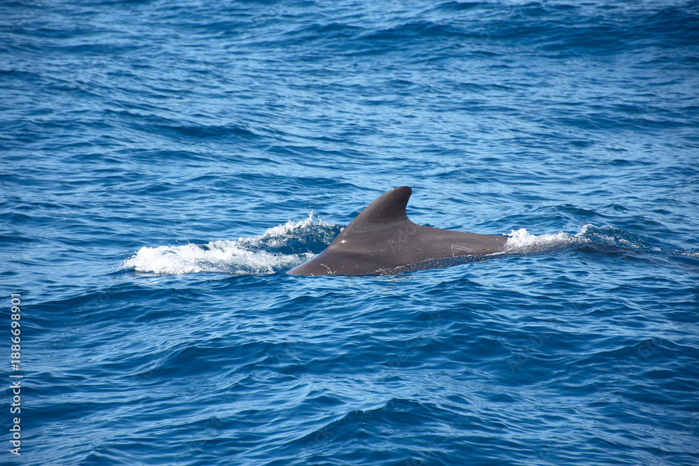 Fototapeta premium Pilot whales sighting in the wild in the channel between Tenerife and La Gomera during a tourist excursion.