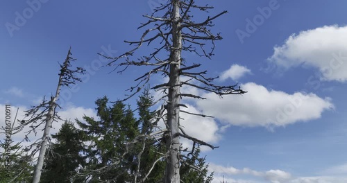 Climbing around a dead tree in a beautiful landscape.