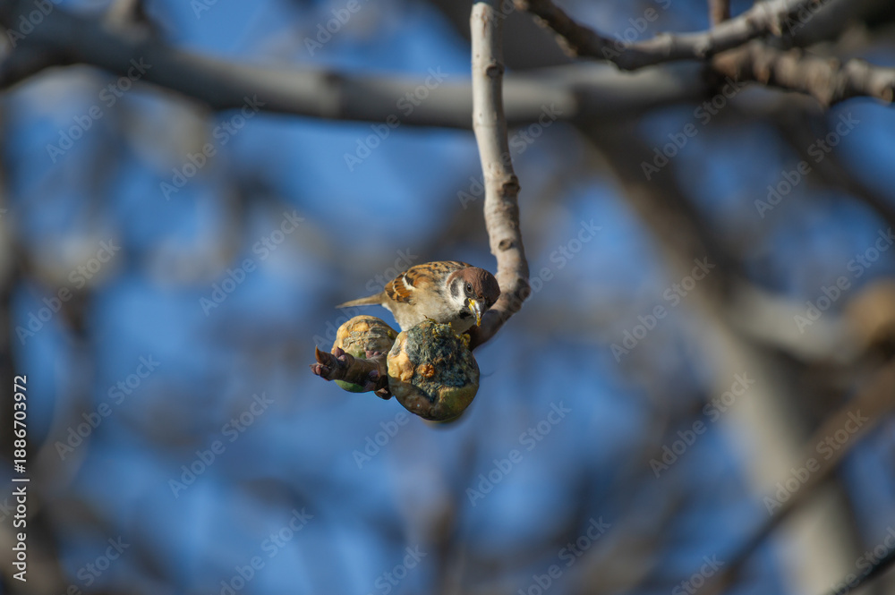 Fototapeta premium Eurasian Tree Sparrow perched on a branch