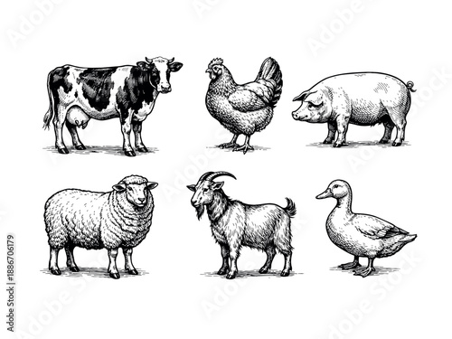 Animals meet types ink illustrations set, hand drawn illustrations of cow, chicken, pig, sheep, goat and duck.