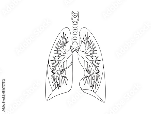 Detailed anatomical illustration of human lungs with bronchi and pulmonary vessels in black and white
