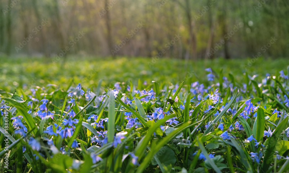 Fototapeta premium Beautiful nature background with blossoming wild floral meadow. spring blue flowers of Scilla siberica growth in forest. spring floral landscape. template for design