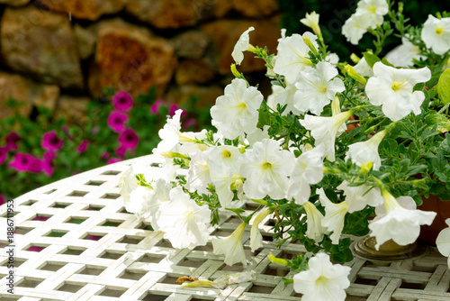 Bilde på lerret White petunias in pots on a table in the summer garden. Close up