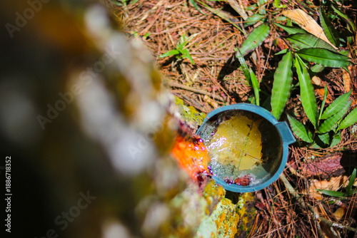 Foto close-up of a plastic collection cup attached to a pine tree trunk, capturing translucent yellow sap dripping from a fresh tapping site, forestry work, and sustainable harvesting concepts